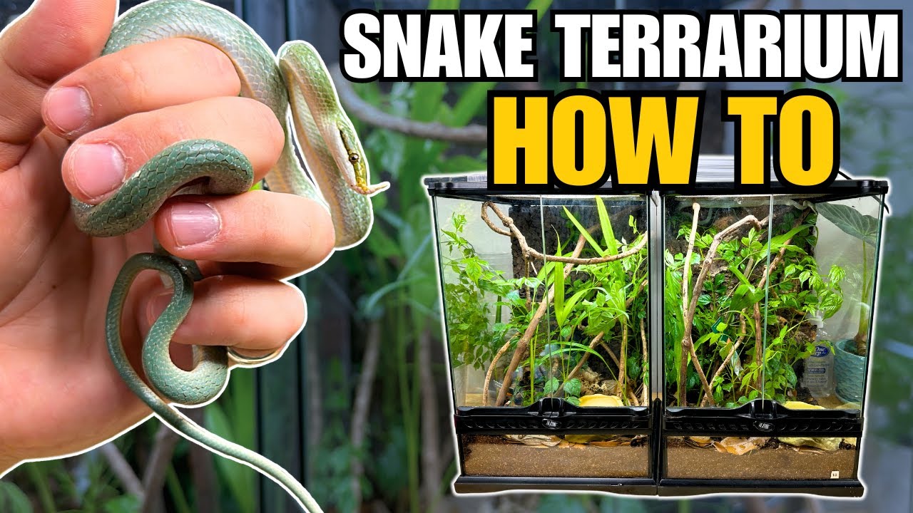 UPGRADING RHINOCEROS RATSNAKES INTO BIOACTIVE TERRARIUMS!