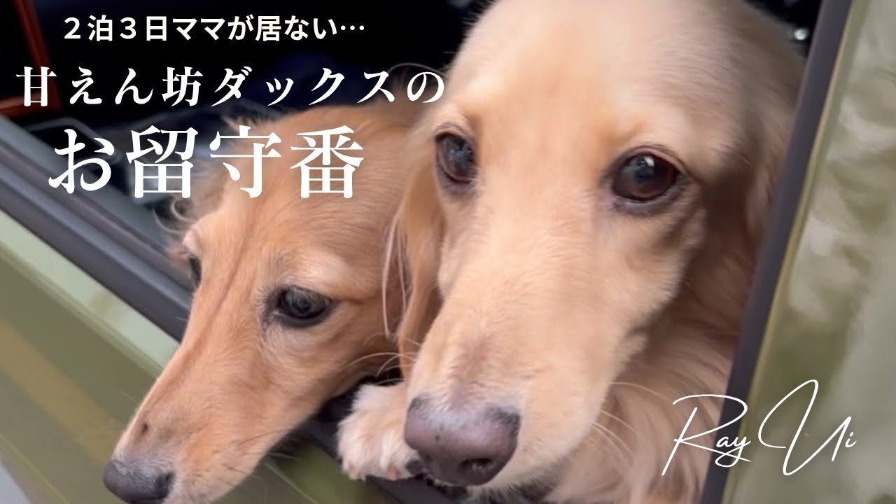 【ダックスフンド】ママと離れたくない甘えん坊ダックスの３日間のお留守番と可愛すぎる再会後🐶#ダックスフンド #犬のいる暮らし #shorts 