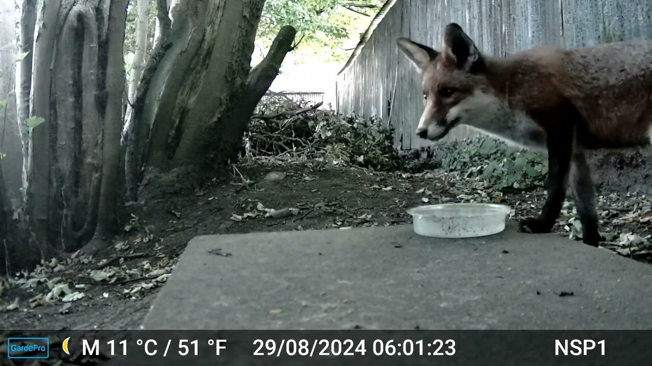 August wildlife Clips