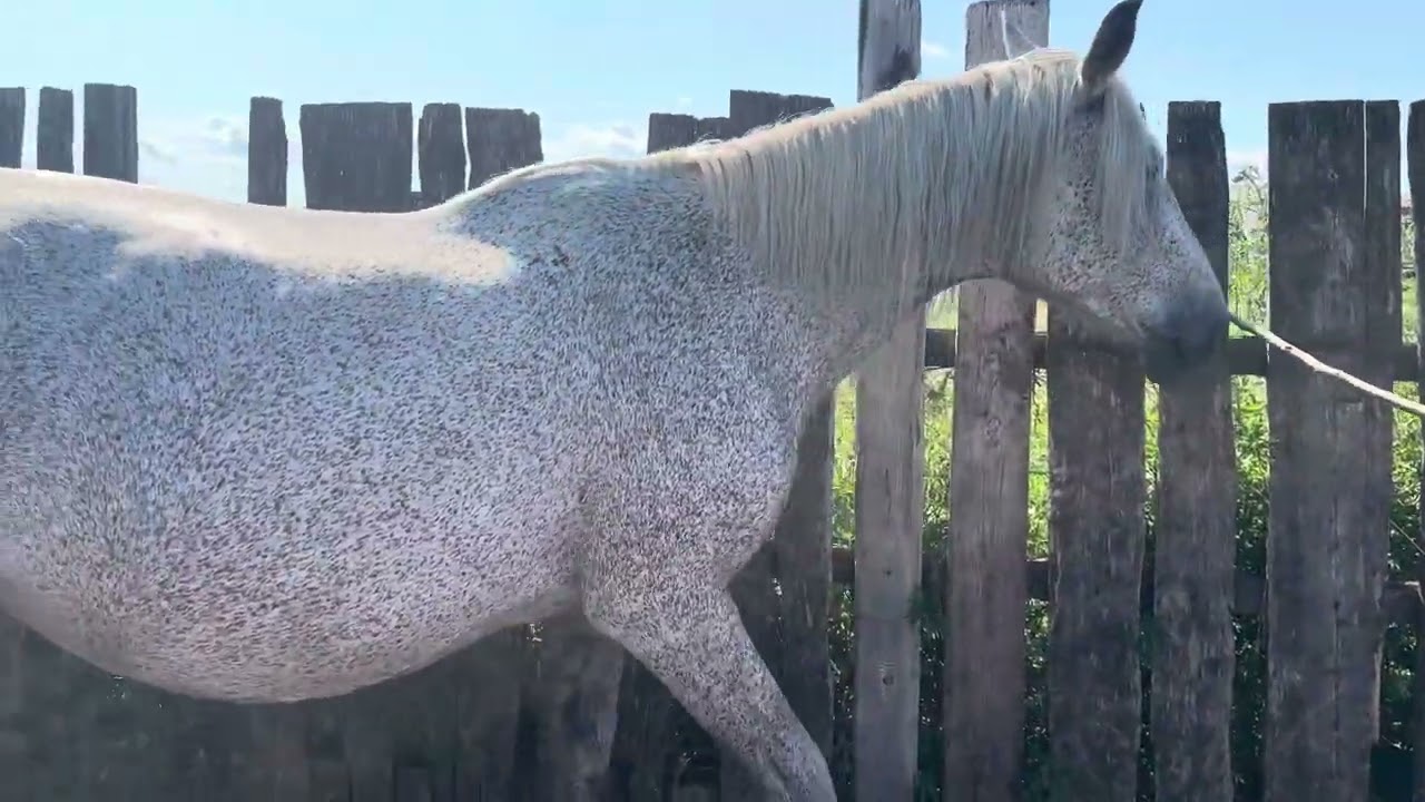 Г Абакан Ургочи  Тойлар Сотувда Даставка 🇹🇯🇺🇿🇰🇬25.06.2025йил