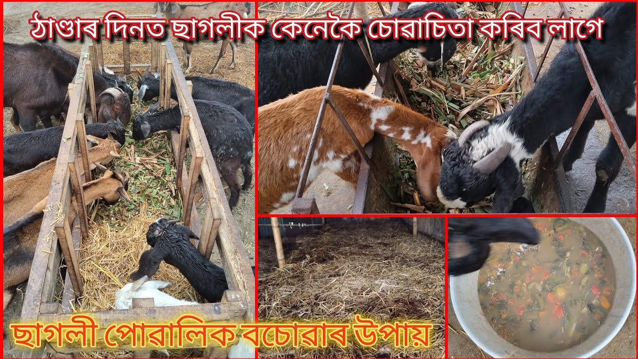 ছাগলীক ঠাণ্ডাৰ পৰা কেনেকৈ বচাৱ