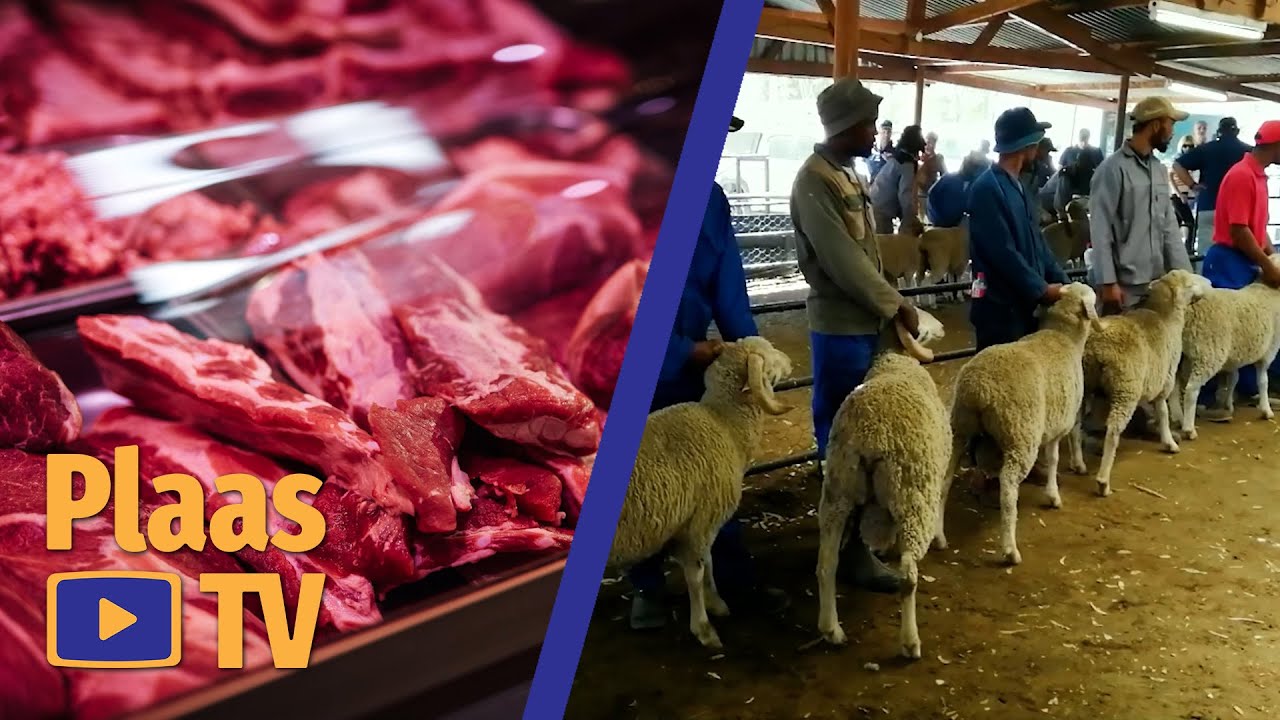 Organic meat, dairy's carbon footprint, and a Merino show - Plaas TV, 4 Feb 2026