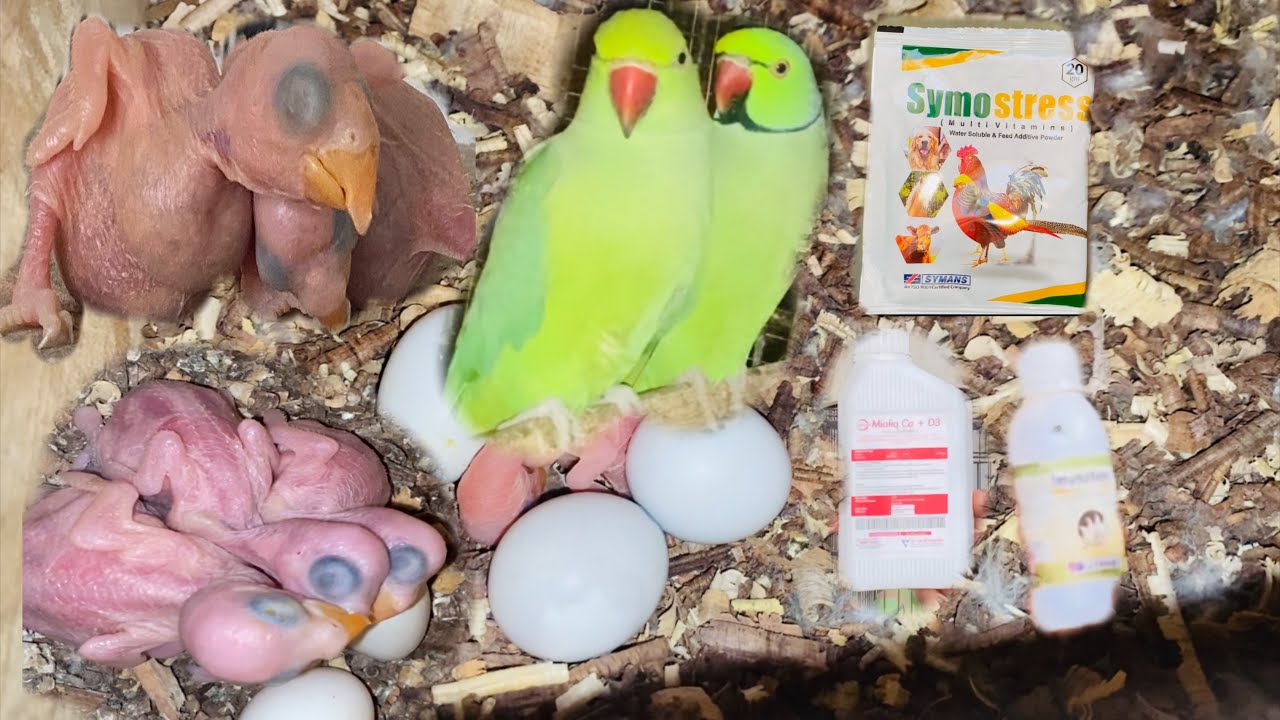 Breeding formula for parrots|Best multivitamins for pets|Best multivitamin for parrots|Breeding tips