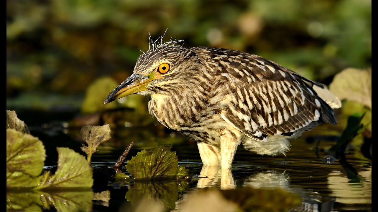 Vogels uit de Donaudelta en omgeving - Roemenië