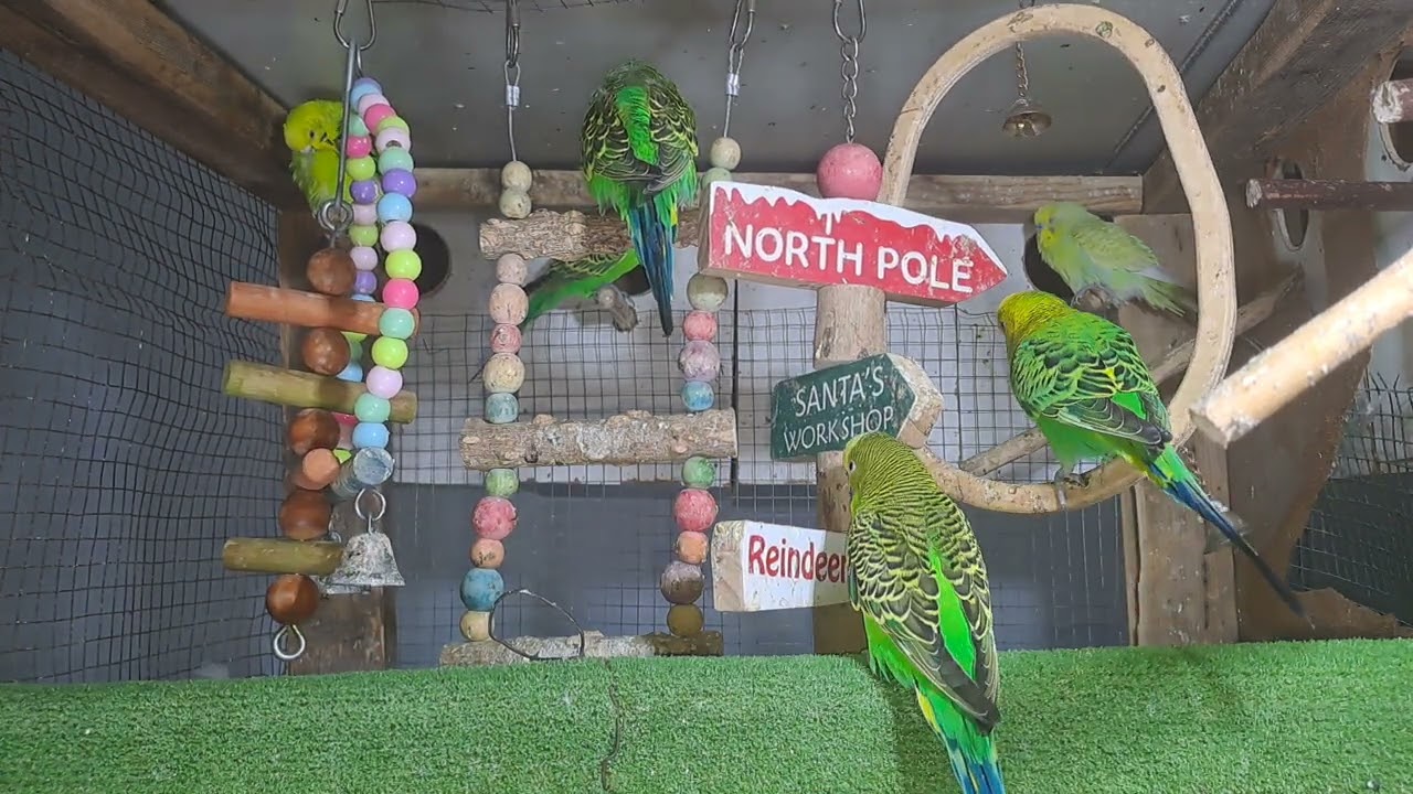 “My parrot out here flexing on everyone 🦜💅”