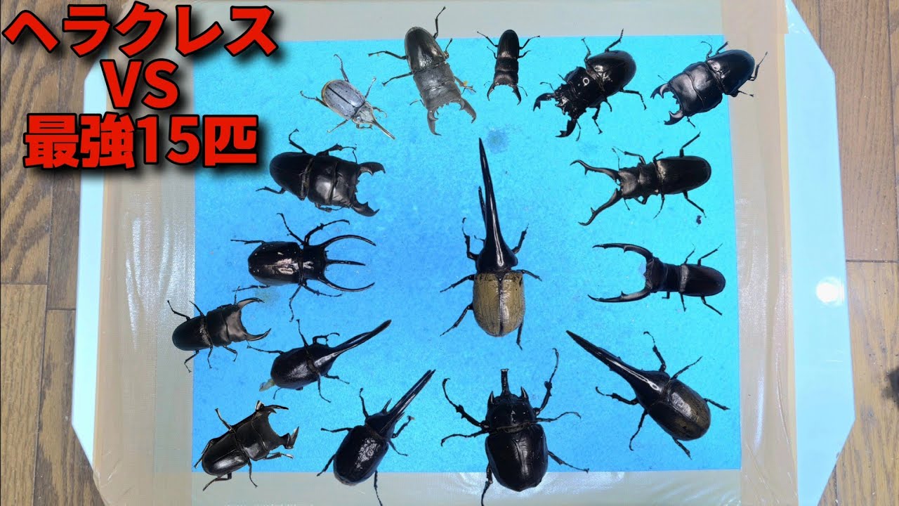最強ヘラクレス1匹と凶暴クワカブ15匹はどっちが強いのか？【クワカブバトル】