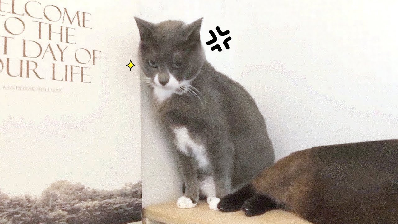 소중한 것을 빼앗긴 고양이의 표정ㅋㅋㅋㅋㅋㅋ