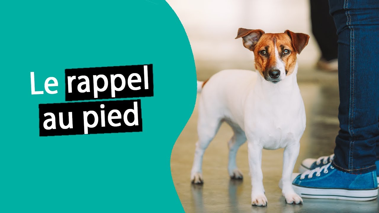 Apprendre le rappel au pied à son chien ? | Dr. COZ