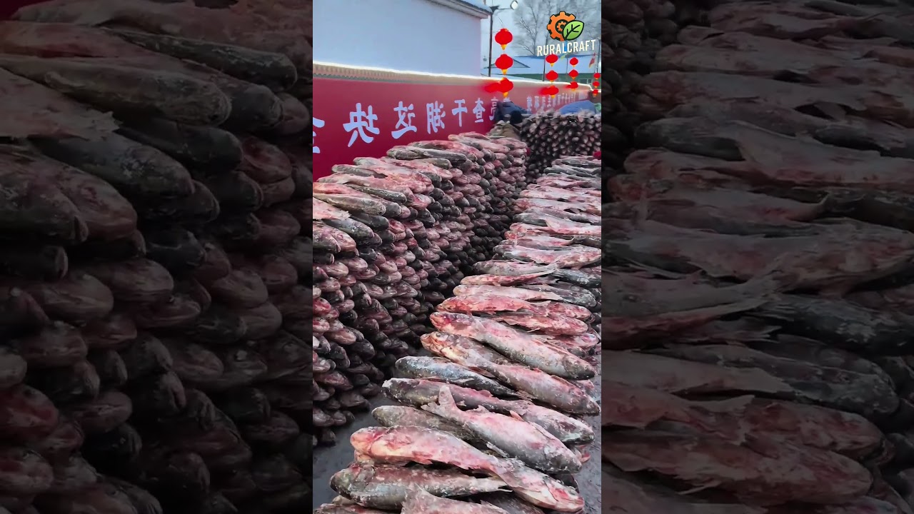 Every winter, Chagan Lake in Northeast China produces a large number of freshwater fish#satisfying