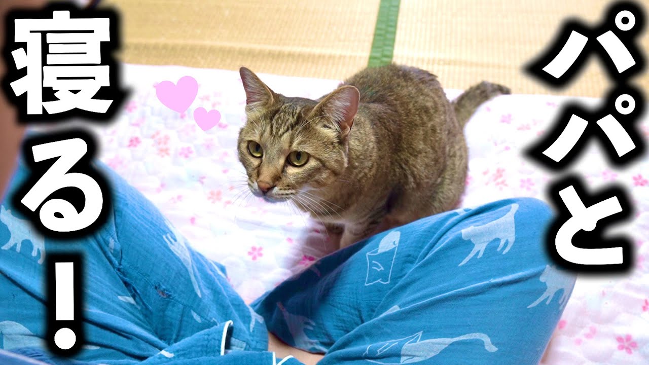 半年前まで野良猫だったトラの幸せいっぱい1日ルーティン！【庭に住みついた野良猫を家猫へ】