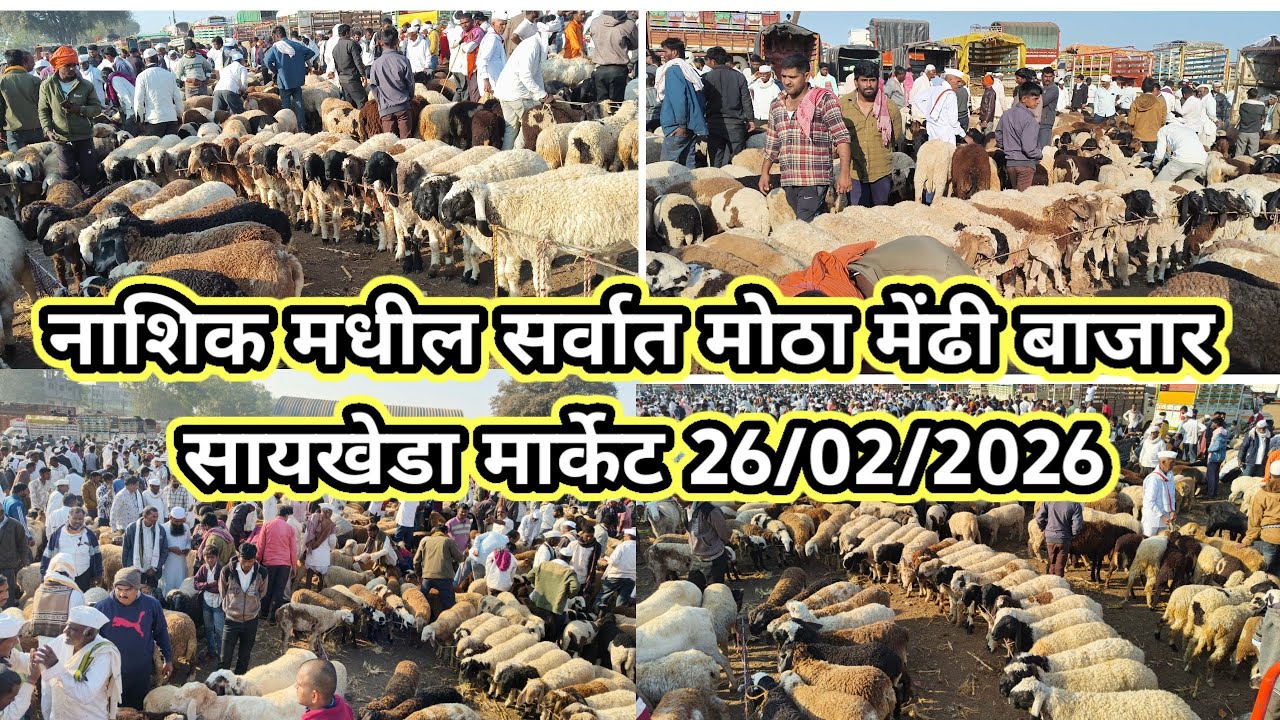नाशिक मधील सर्वात मोठा मेंढी बाजार सायखेडा मार्केट गुरुवार 26/02/2026