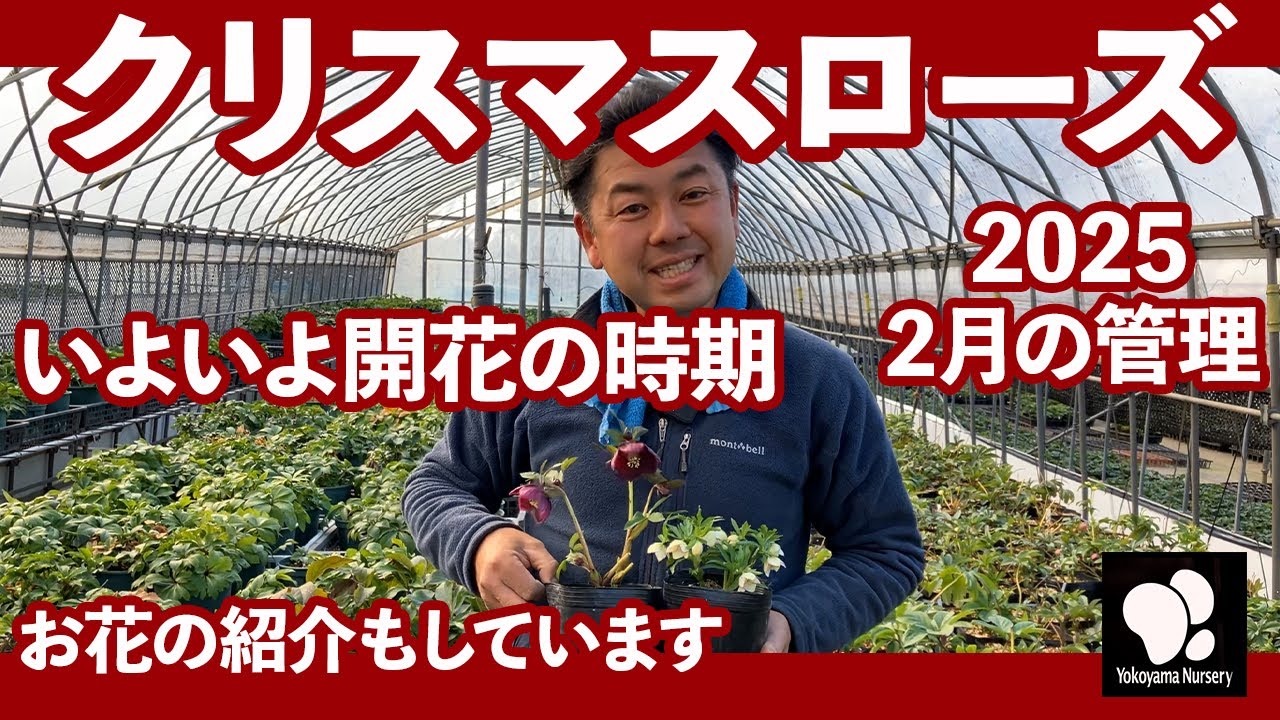 クリスマスローズ 2月の管理　◆横山園芸 公式◆【2025】