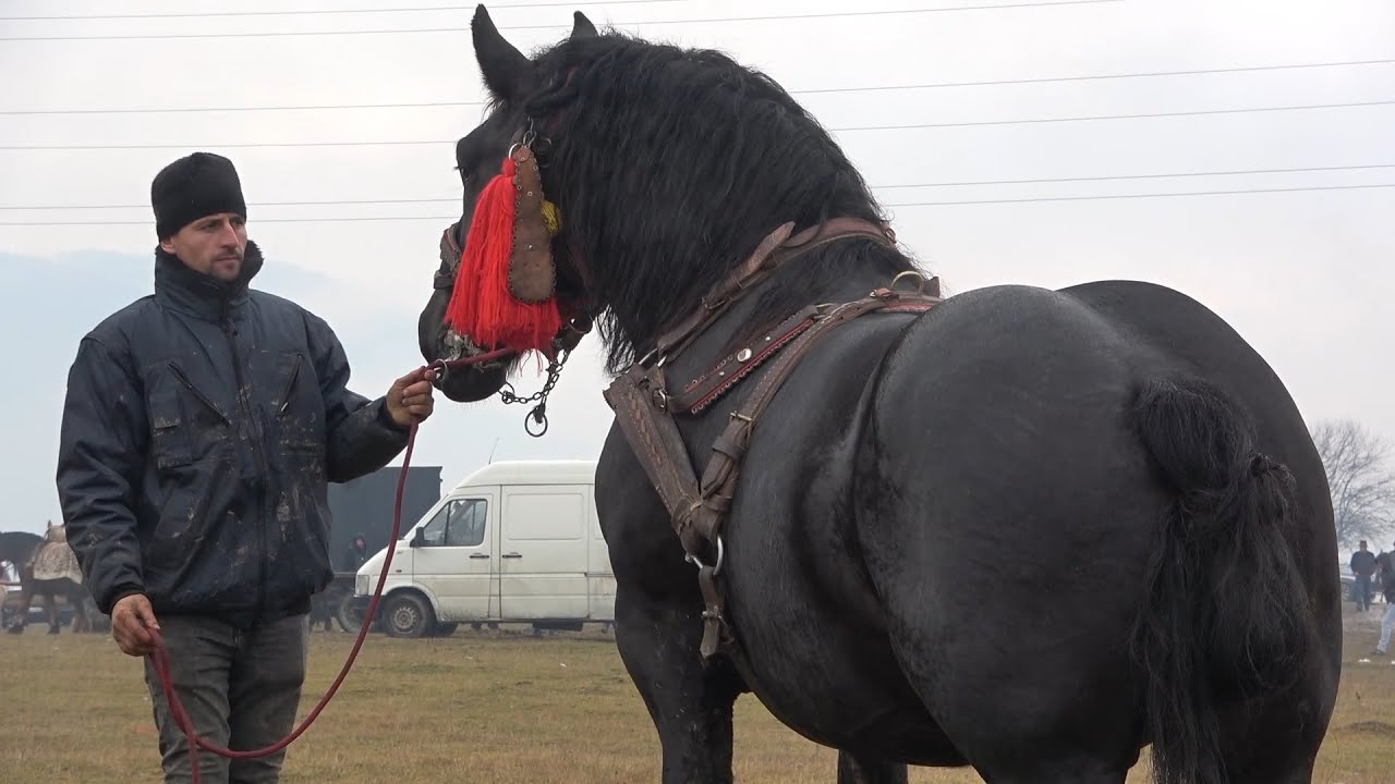 Targul de cai de la Sighetu Marmatiei, Maramures 6 Dec 2021Nou!!!
