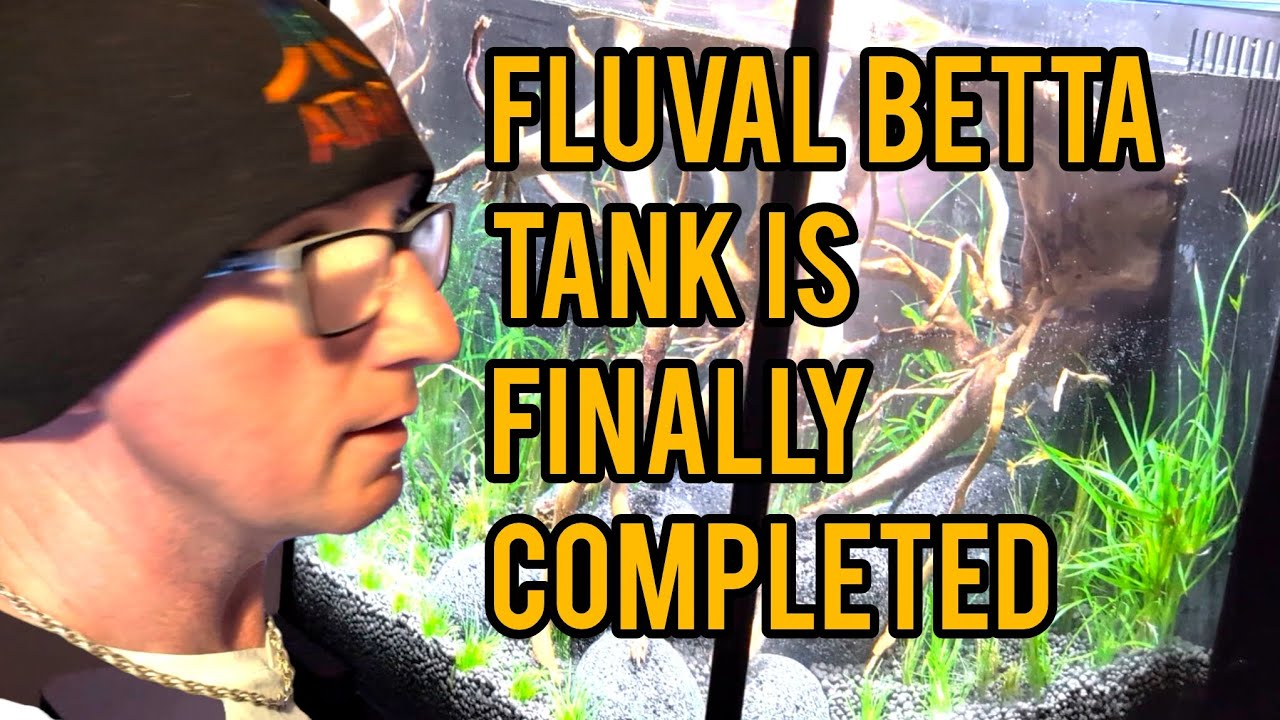 I've finally completed the Betta tank @fluval 