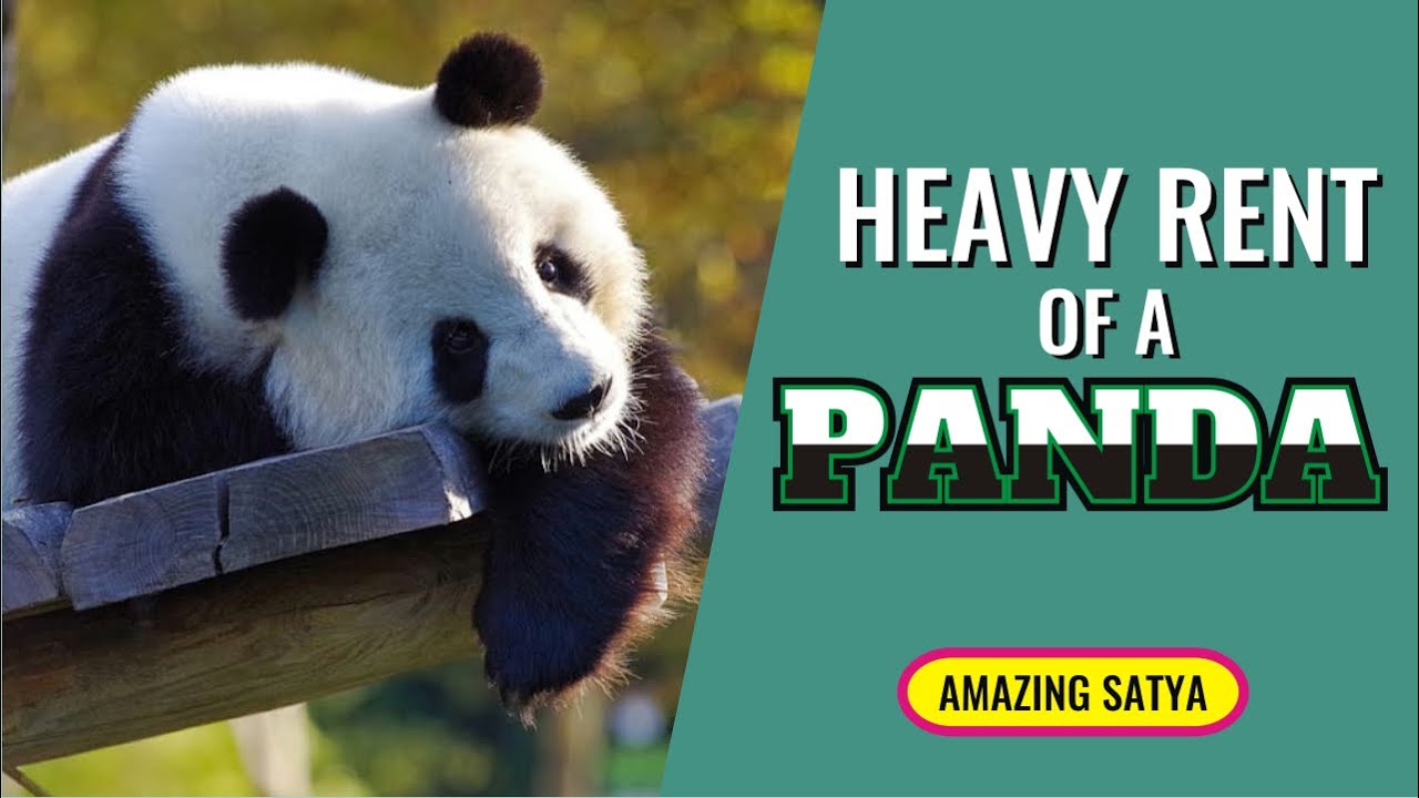 HEAVY RENT OF A PANDA
