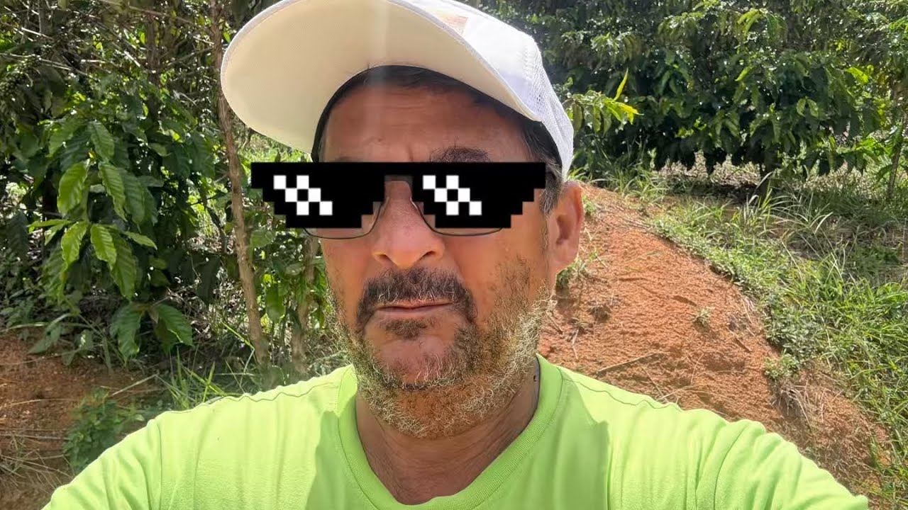 Veja o estrago que o vento fez nesta lavoura de café Clonal Conilon 