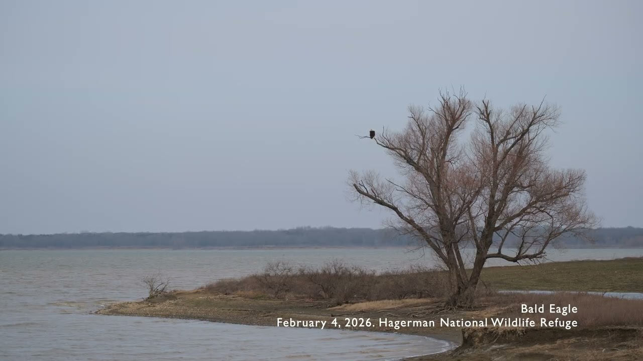 Relaxing Nature Video: Bald Eagle