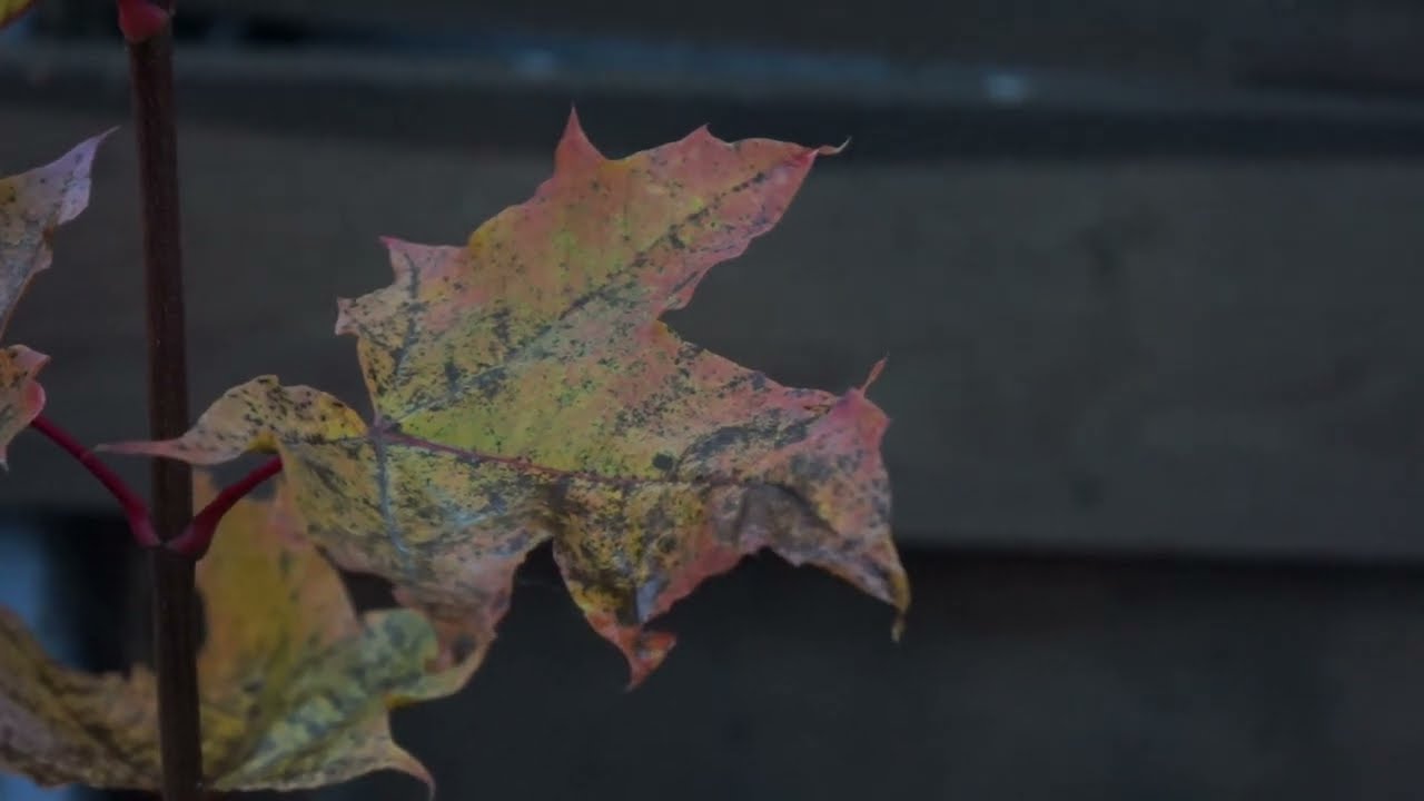 Sony NEX-5R with Sony SEL18-55 + soft poststabilization. Footage. Video Test. Part 2
