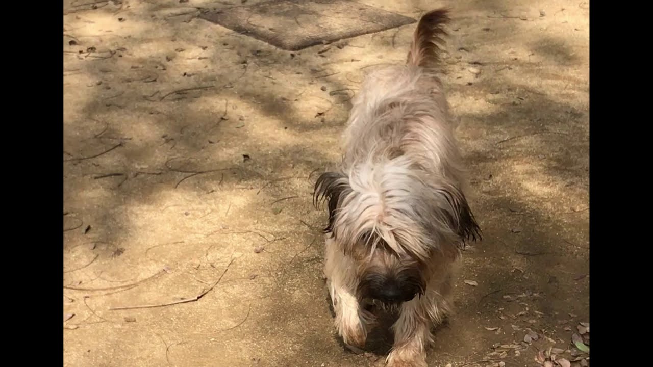 Catalan Sheepdog & Friends