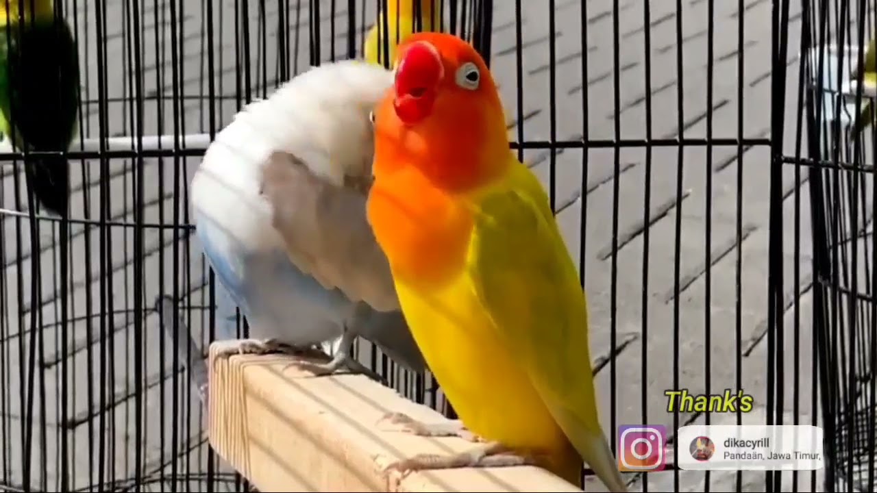 Masteran Lovebird Jantan Konslet nya Jawa Timur.. Auto Ikut Minor Boss..