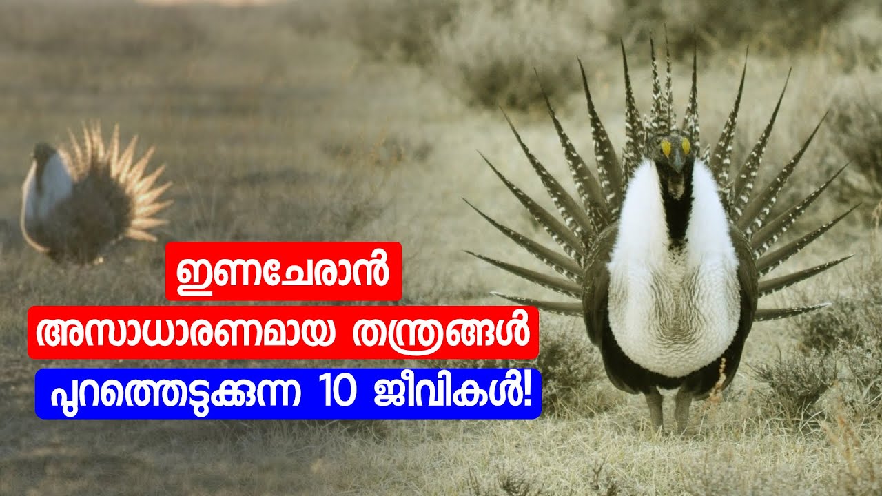 ഇണചേരാൻ അസാധാരണമായ തന്ത്രങ്ങൾ പുറത്തെടുക്കുന്ന 10 ജീവികൾ!  Rare Mating Techniques of Animals