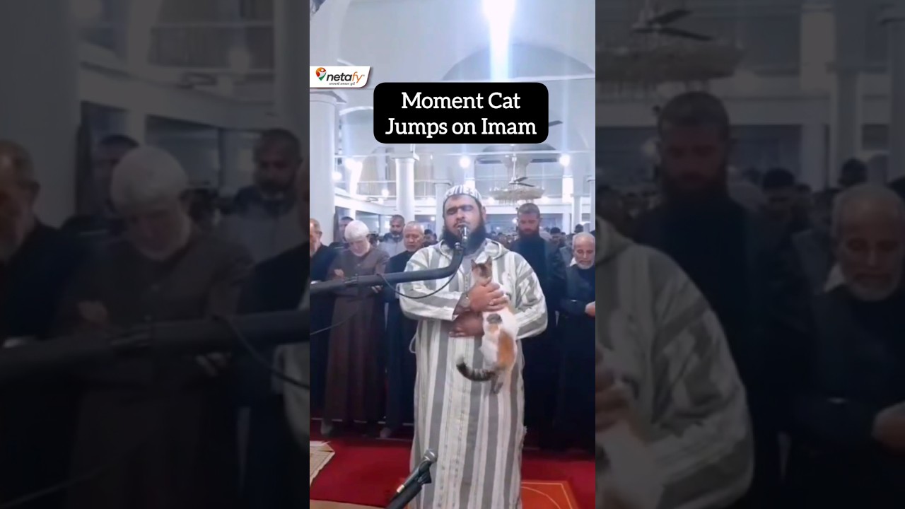 🐈 Friendly Cat jumps on imam leading Ramadan prayers in Algeria#cat #imam #algeria  #ramadan #netafy