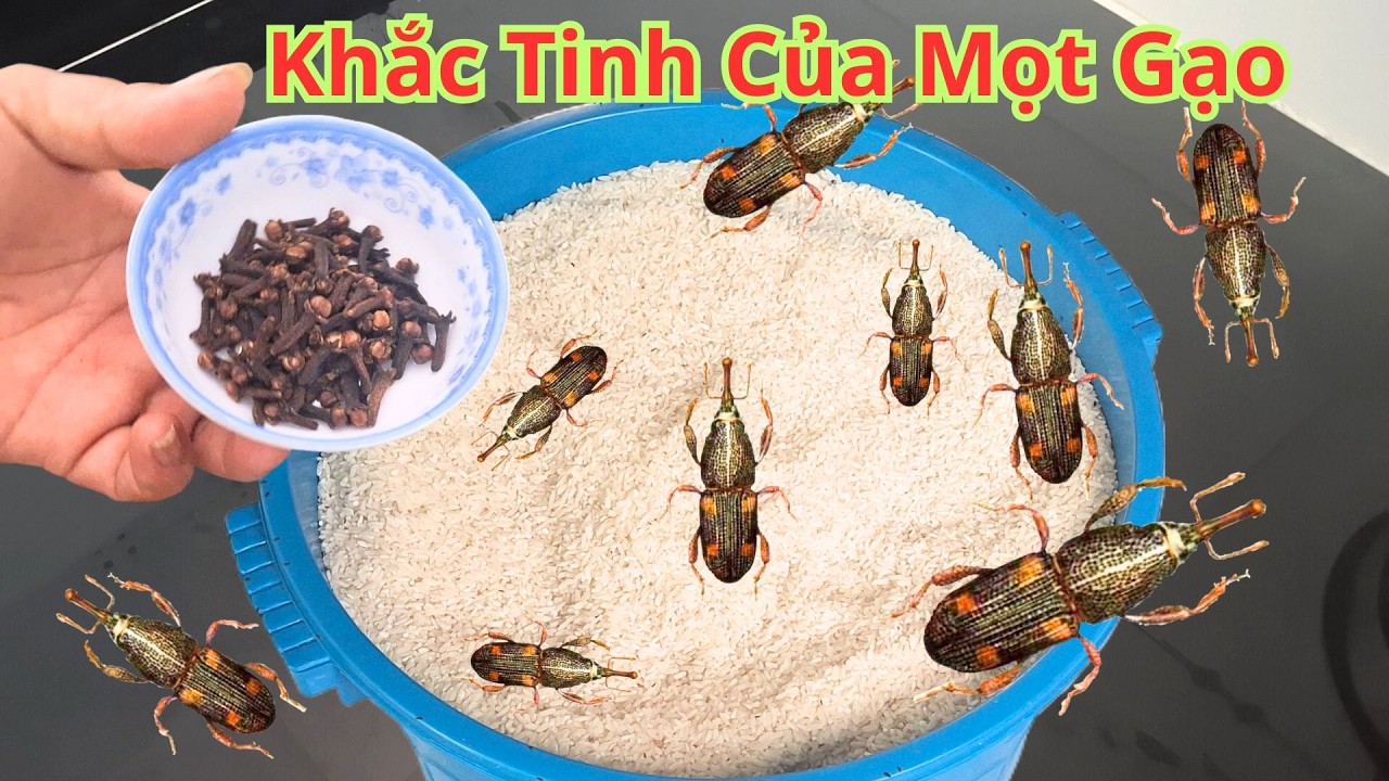 Khi Thùng Gạo Có Quá Nhiều Mọt Chỉ Cần Cho Thứ Này Vào Thùng Không Bao Giờ Có 1 Con Mọt