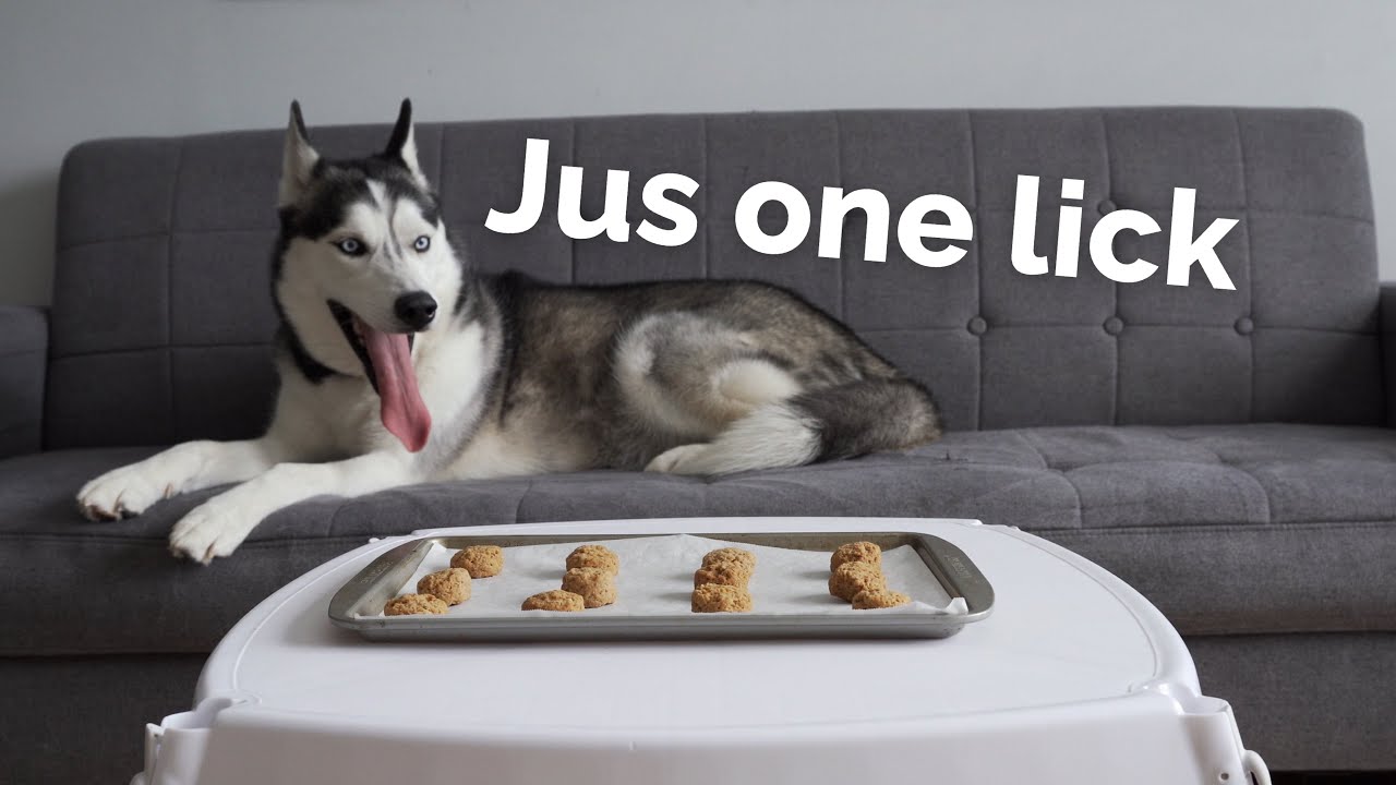 Leaving My Dog Alone with Cookies