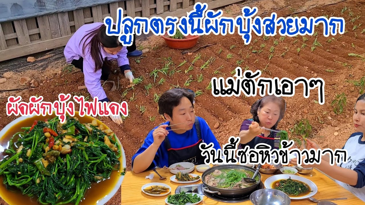 EP.340 |ย้ายผักบุ้งไปปลูกตรงที่สวยที่สุด ผัดผักบุ้งไฟเเดงด้วยยอดอ่อน วันนี้ซอหิวข้าวจัง