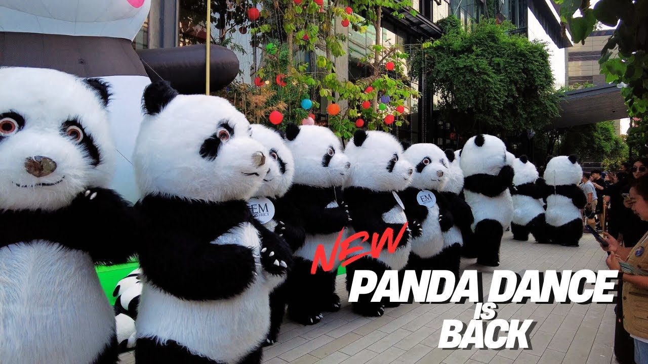 【4K THAILAND】Dancing Pandas Return! 🐼 | The Cutest Show in Bangkok | Bangkok