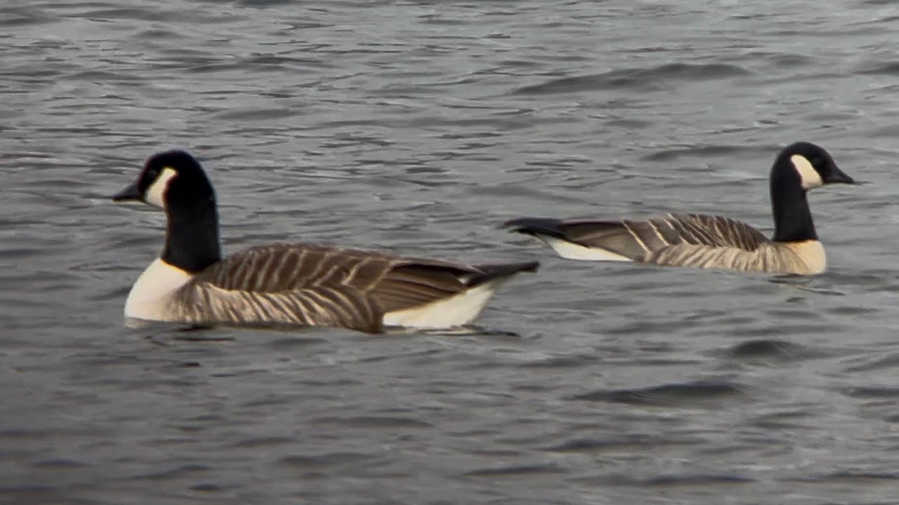 Richard’s Cackling Goose