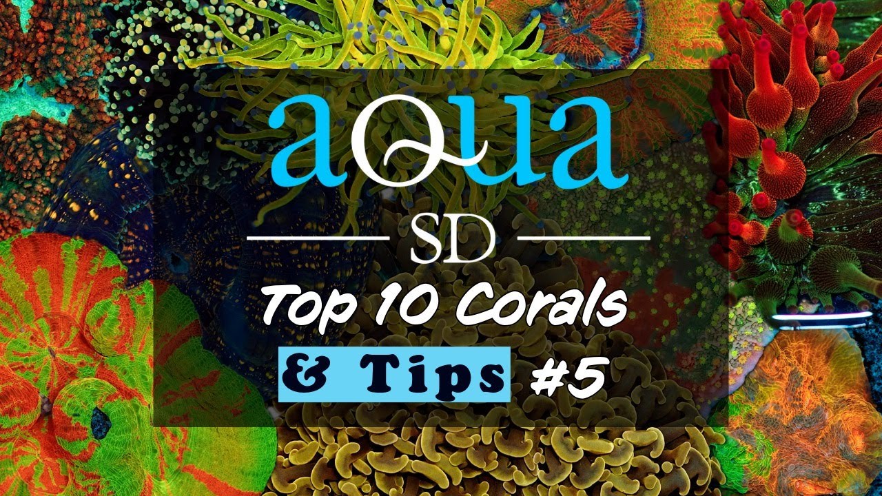 Aqua SD Youtube Video #17 - Top Ten Coral #5