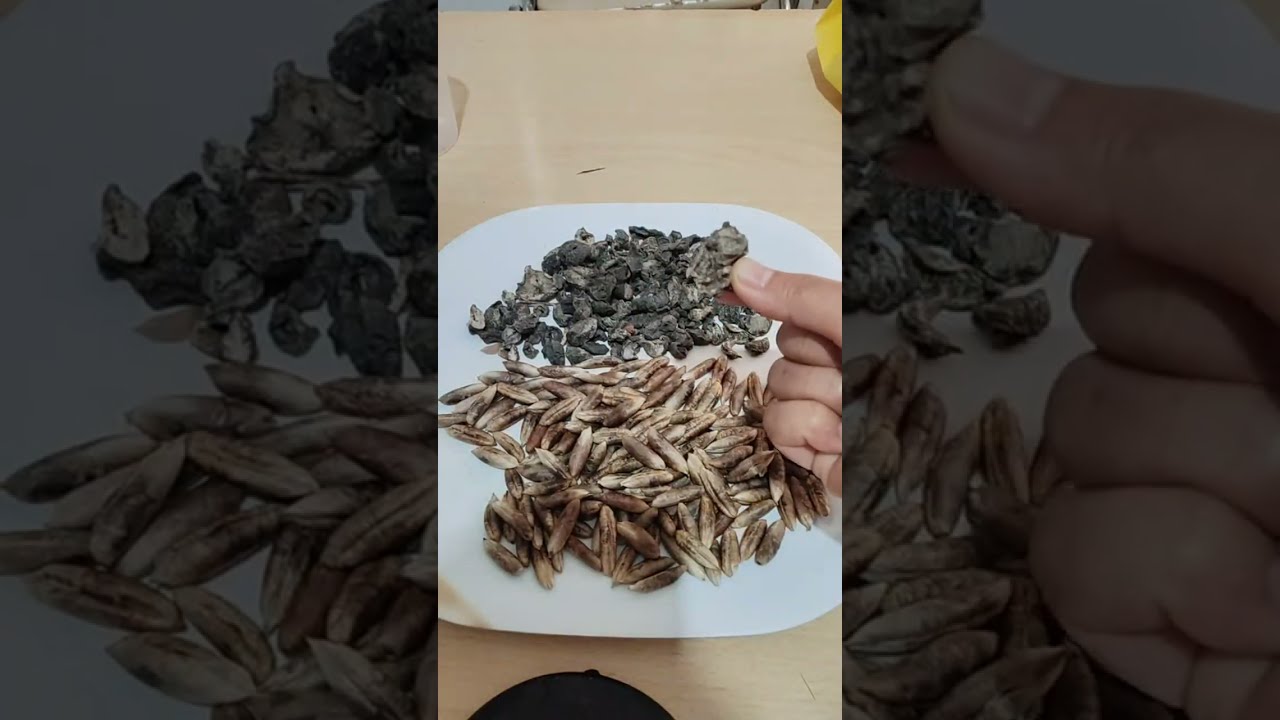 بيت مباشر للاعشاب