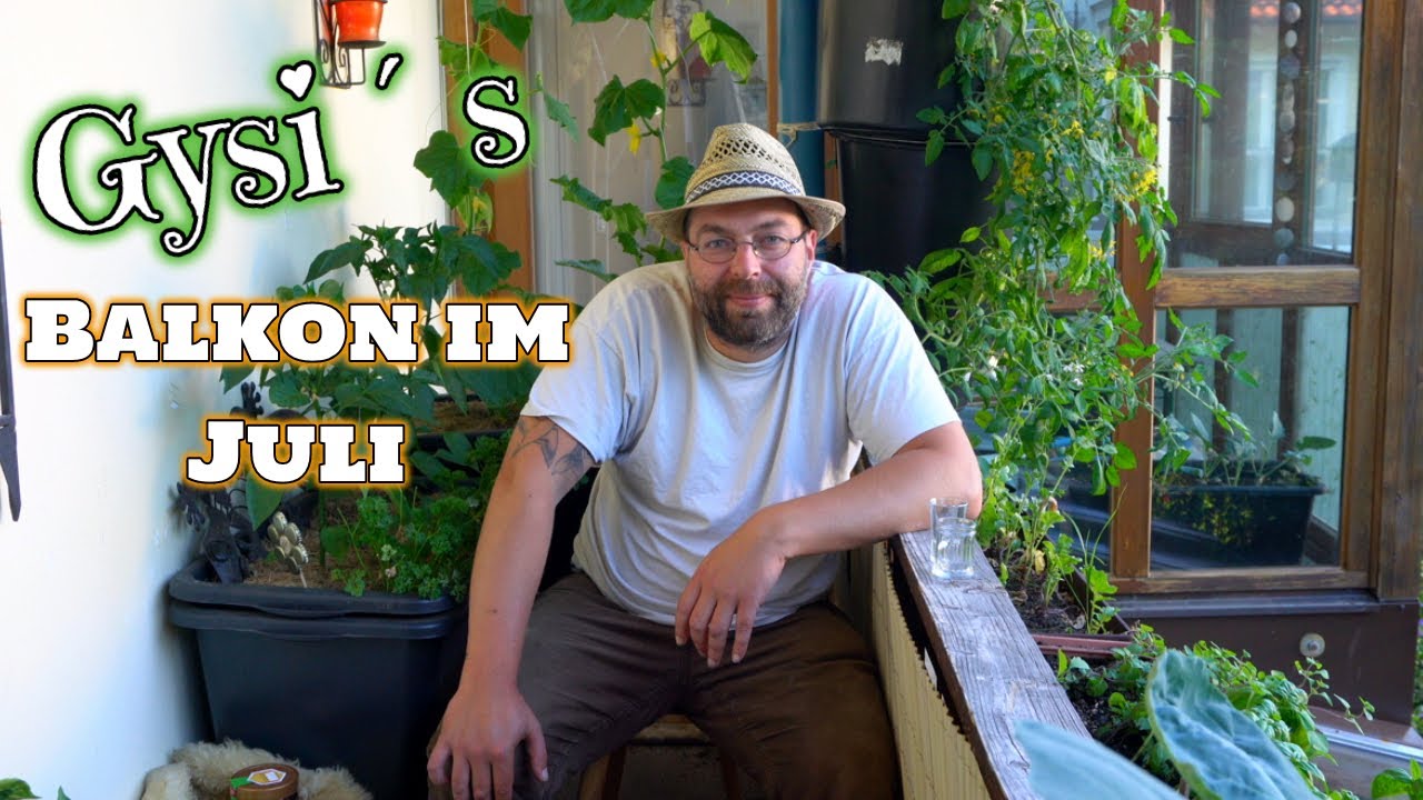 Gysi´s Balkon viel Ernte auf kleinen Raum Teil 2