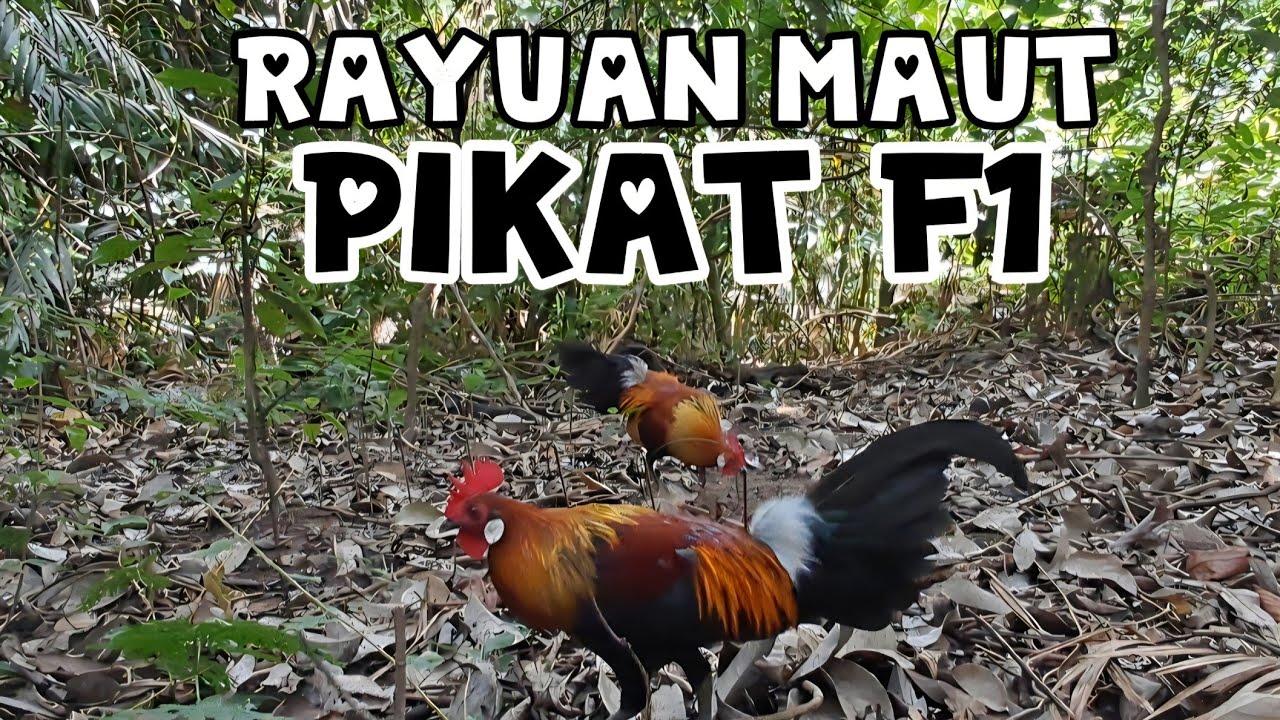 POIN PERDANA AYAM HUTAN MERAH SUMATRA