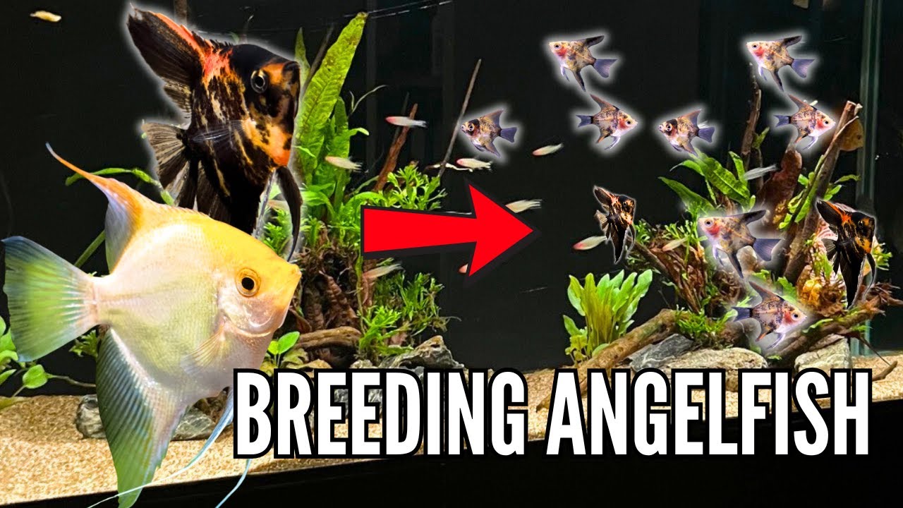 How to Breed Freshwater Angelfish Step by Step (From Eggs to Angelfish)