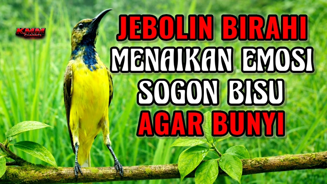 99% DIJAMIN BUNYI‼️ Pancingan sogon agar emosinya jebol