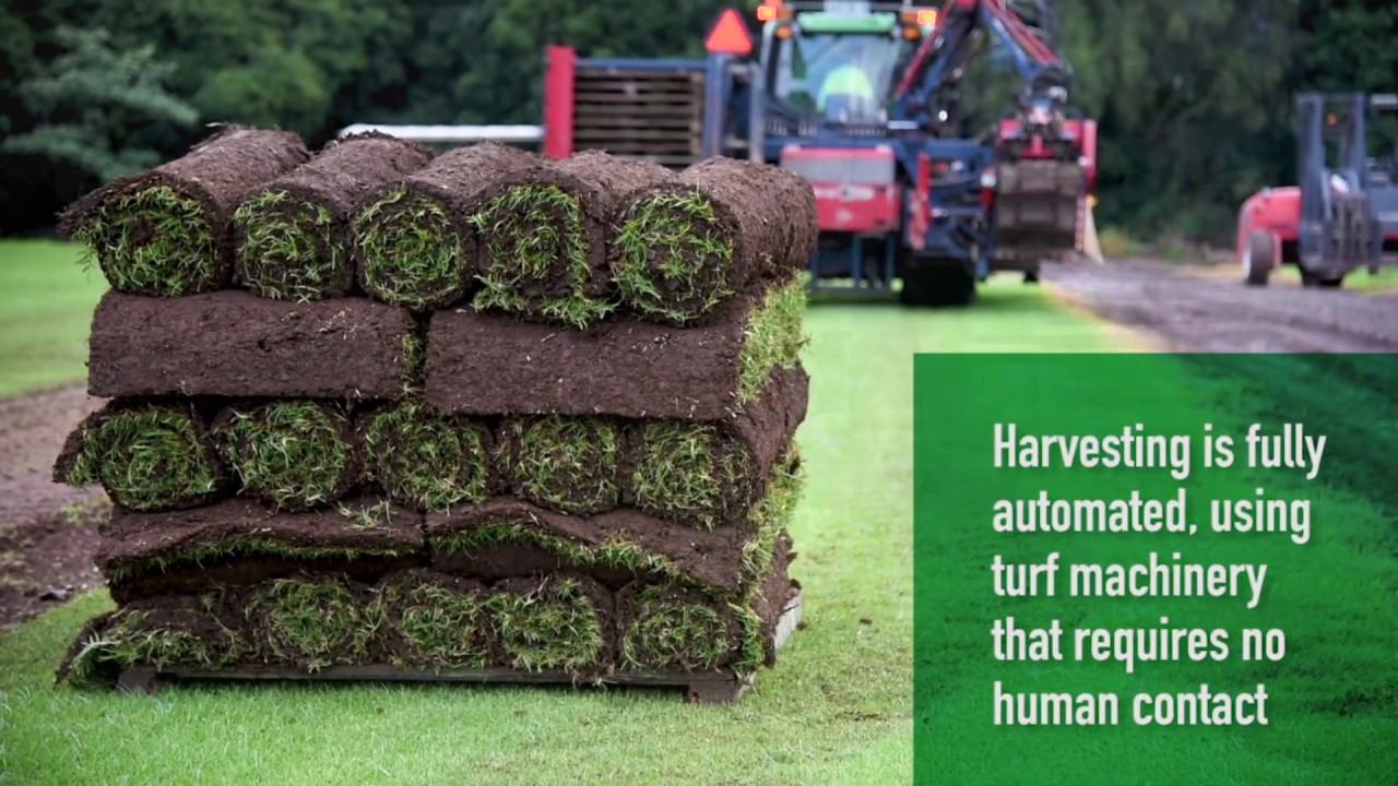 How is turf grown, harvested and delivered? / Contactless Grass Delivery