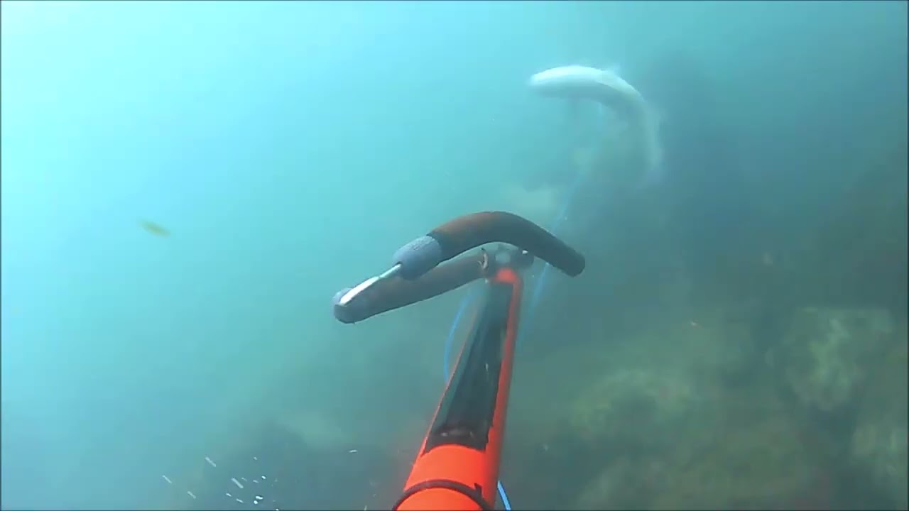 pescasub liguria ,025