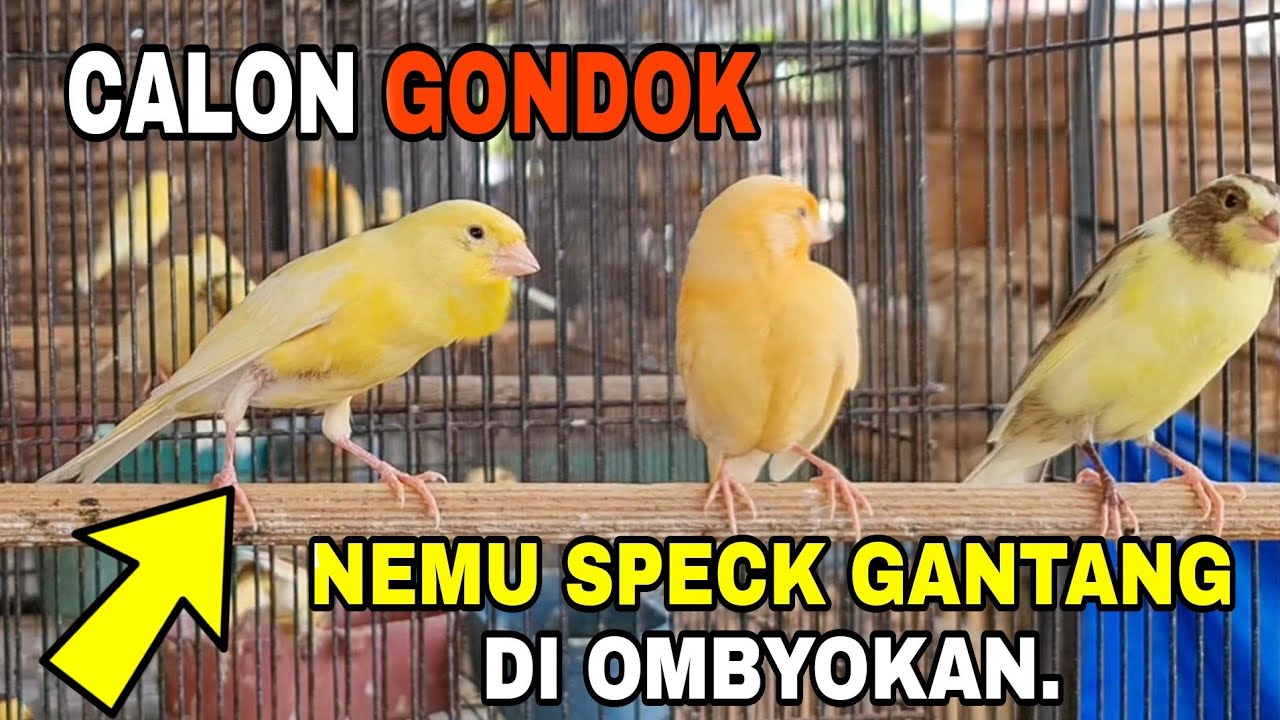 TIPS 👉 MILIH PAUD BUAT GANTANGAN DI OMBYOKAN.TERNYATA ADA JUGA YANG PROSPEK