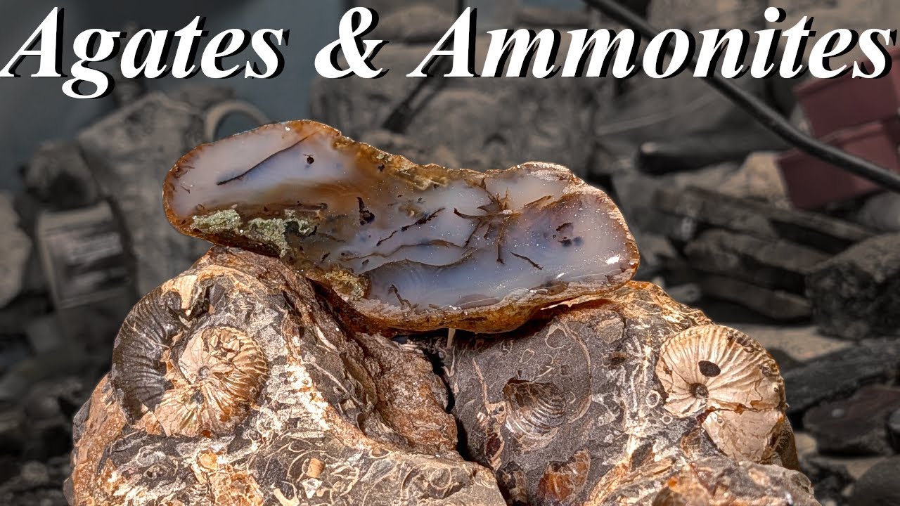 One EPIC Day! Ammonites Everywhere, a Nautilus, Iris Agate, and Agatized Wood! | Fossil Hunt & Prep!