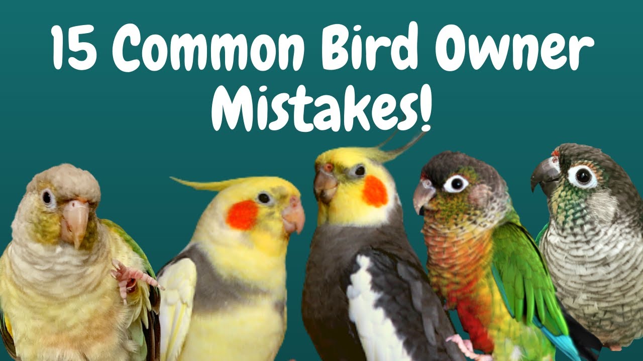 15 Common Bird Owner Mistakes! 🦜 | Parrot Care | BirdNerdSophie
