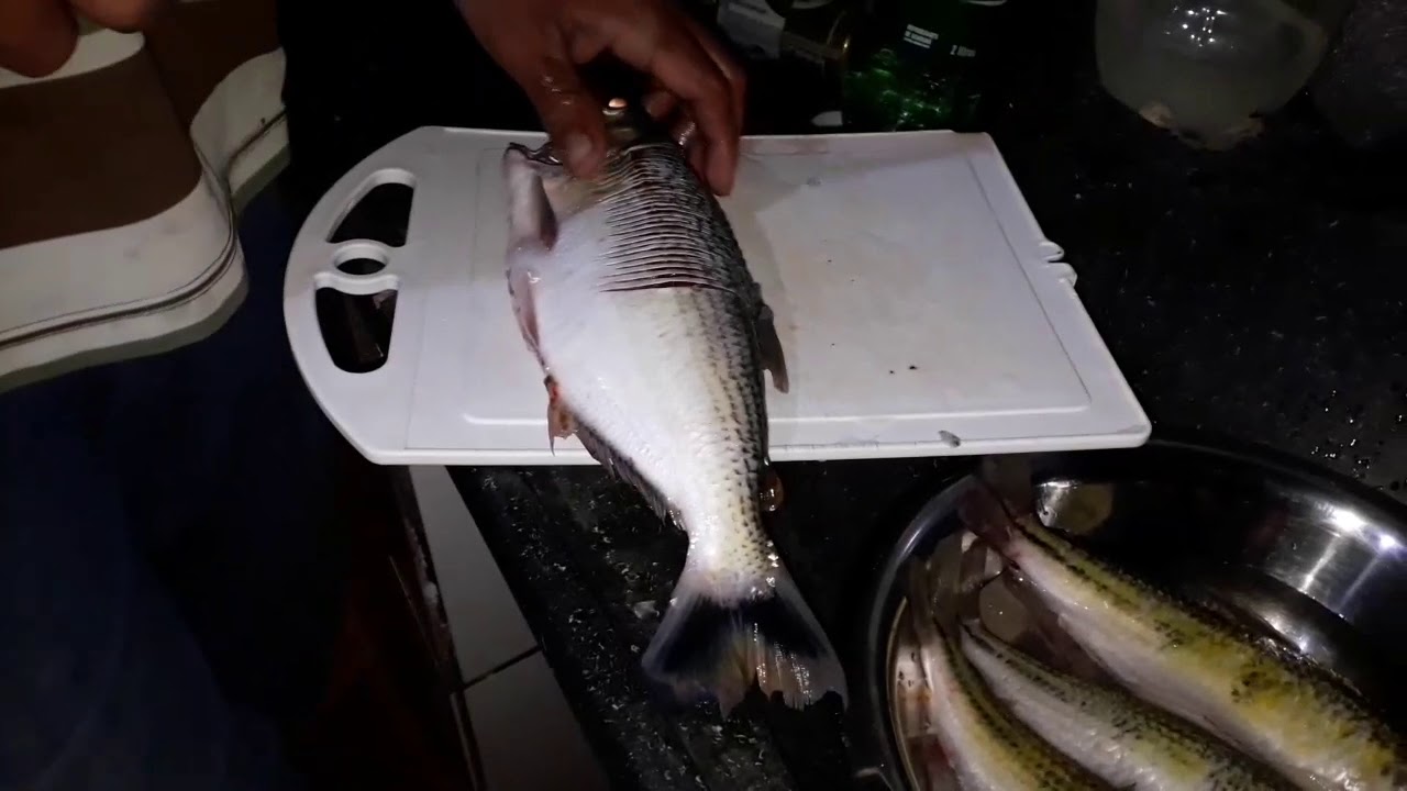 Matrinch&atilde; de 5,8 kilos