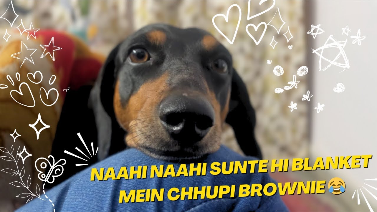 Naahi Naahi Sunte Hi Blanket Mein Chhupi Brownie 😂🐶 #sistervssister 