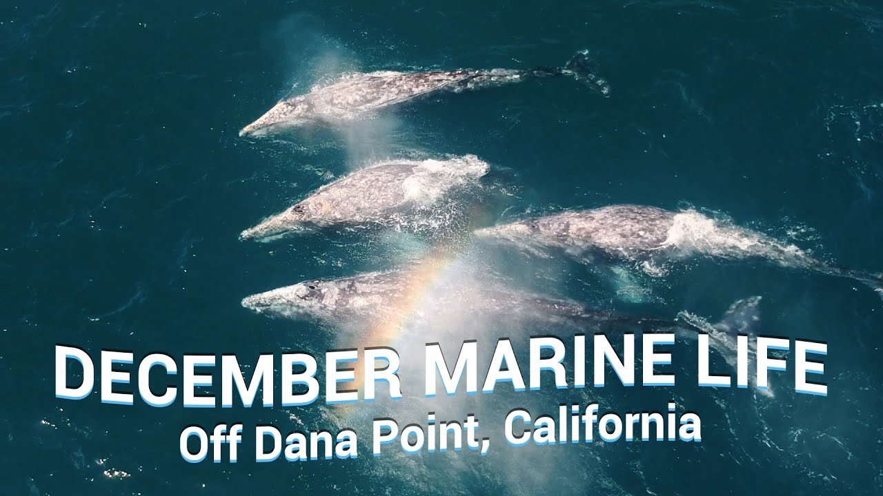 WHALES & DOLPHINS You Could See in DECEMBER off Dana Point, CA 🐳🐬