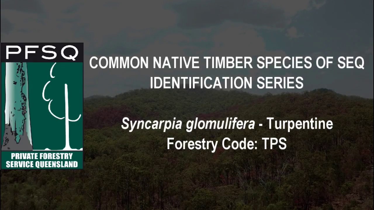 Species ID Series: Turpentine