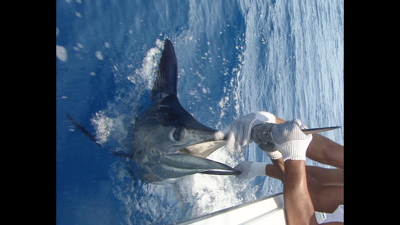 Blue Marlin catch and release PV Sportfishing