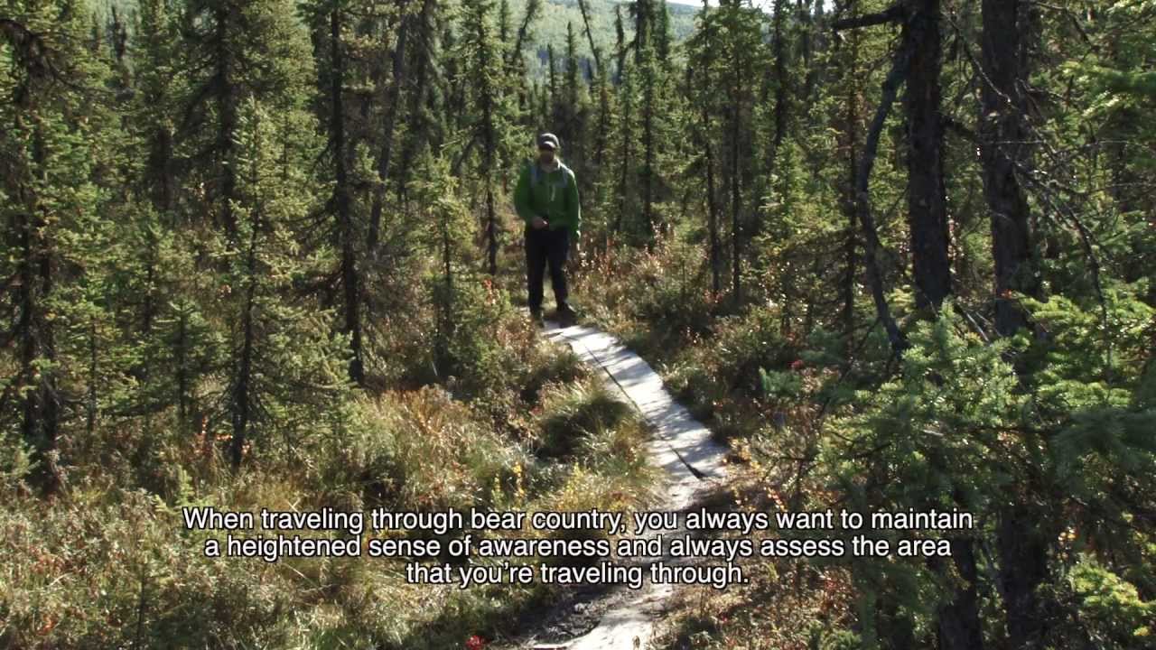 Staying Safe in Bear Country: Part 1