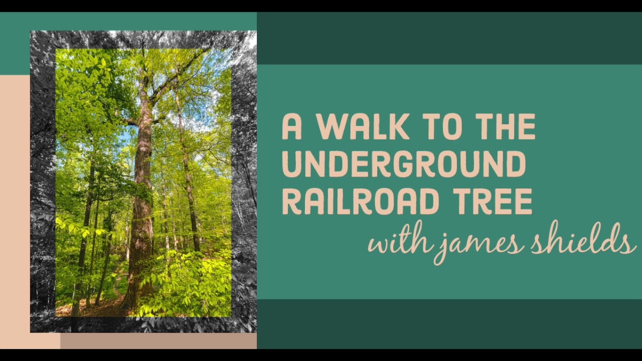 Quakers and Slavery: A Walk to the Underground Railroad Tree