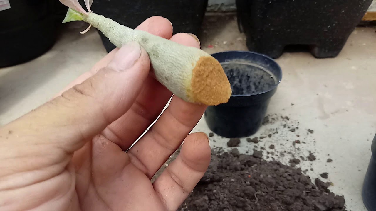 COMO RECUPERAR ROSA DO DESERTO COM APODRECIMENTO DE RAIZ